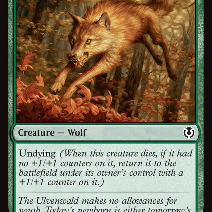 Young Wolf [INR - 227]